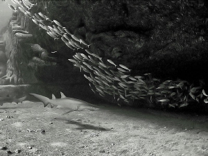 Grey Nurse habitat, Magic Point by Doug Anderson 